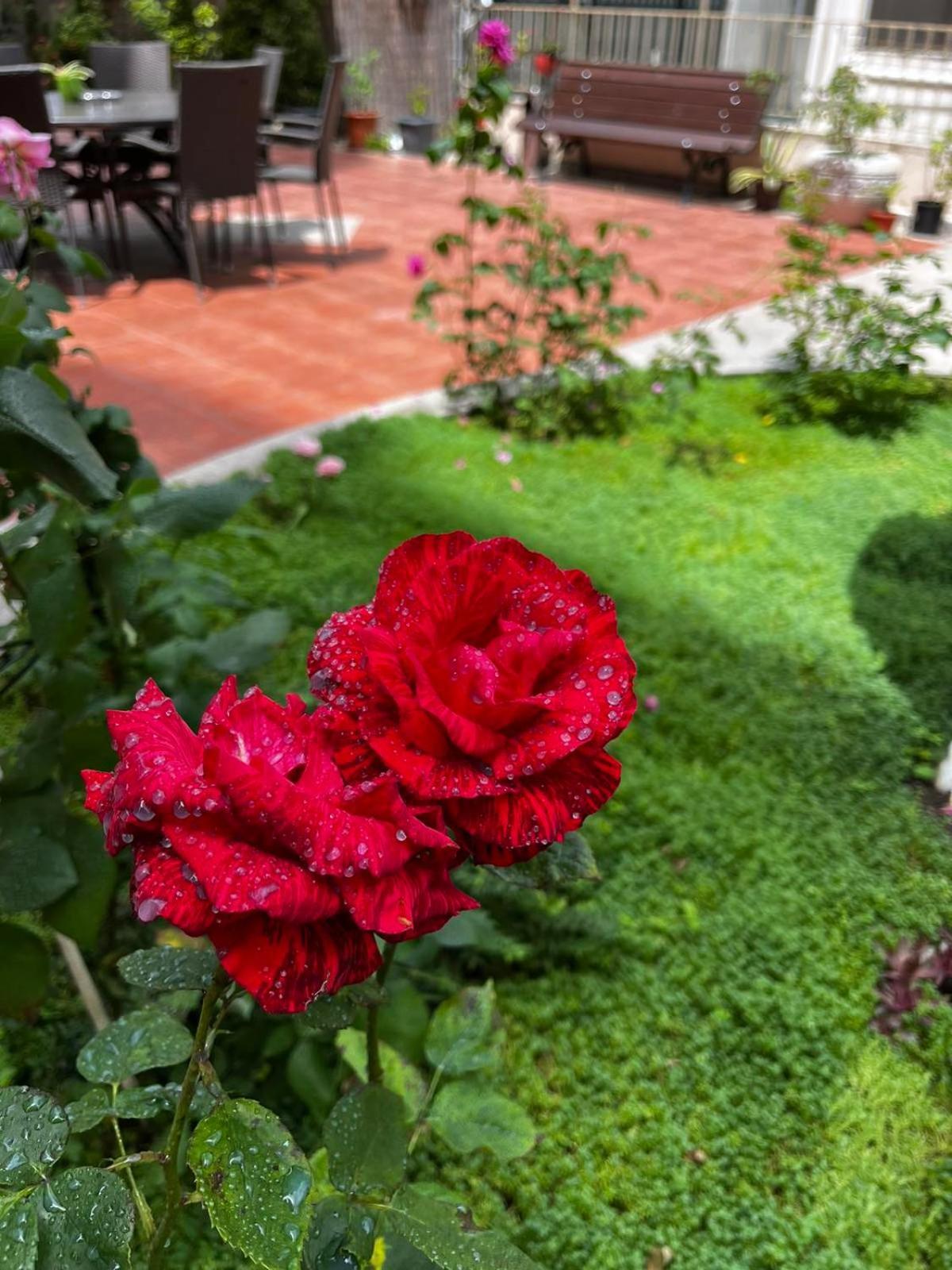 Rose Garden Omax Apartments Sunny Beach Exterior foto